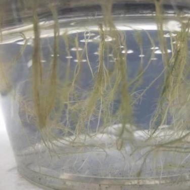 抗逆生根原粉東北苗床生根效果